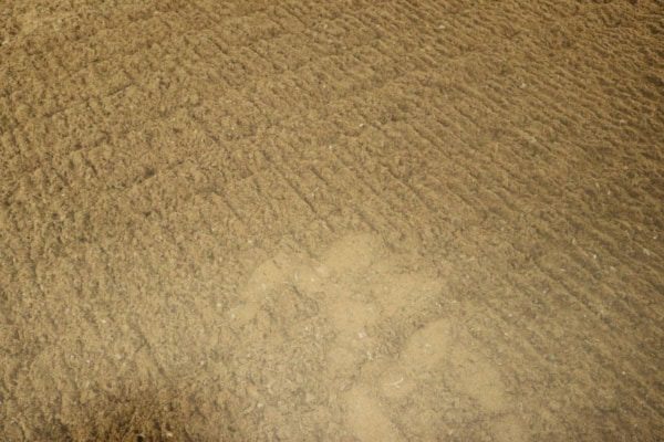 Buffed fiber Arena surface - Credit Redback Premium Groomer