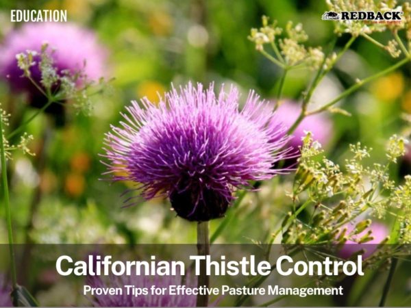 Redback Blog Feature Image - Californian Thistle 2
