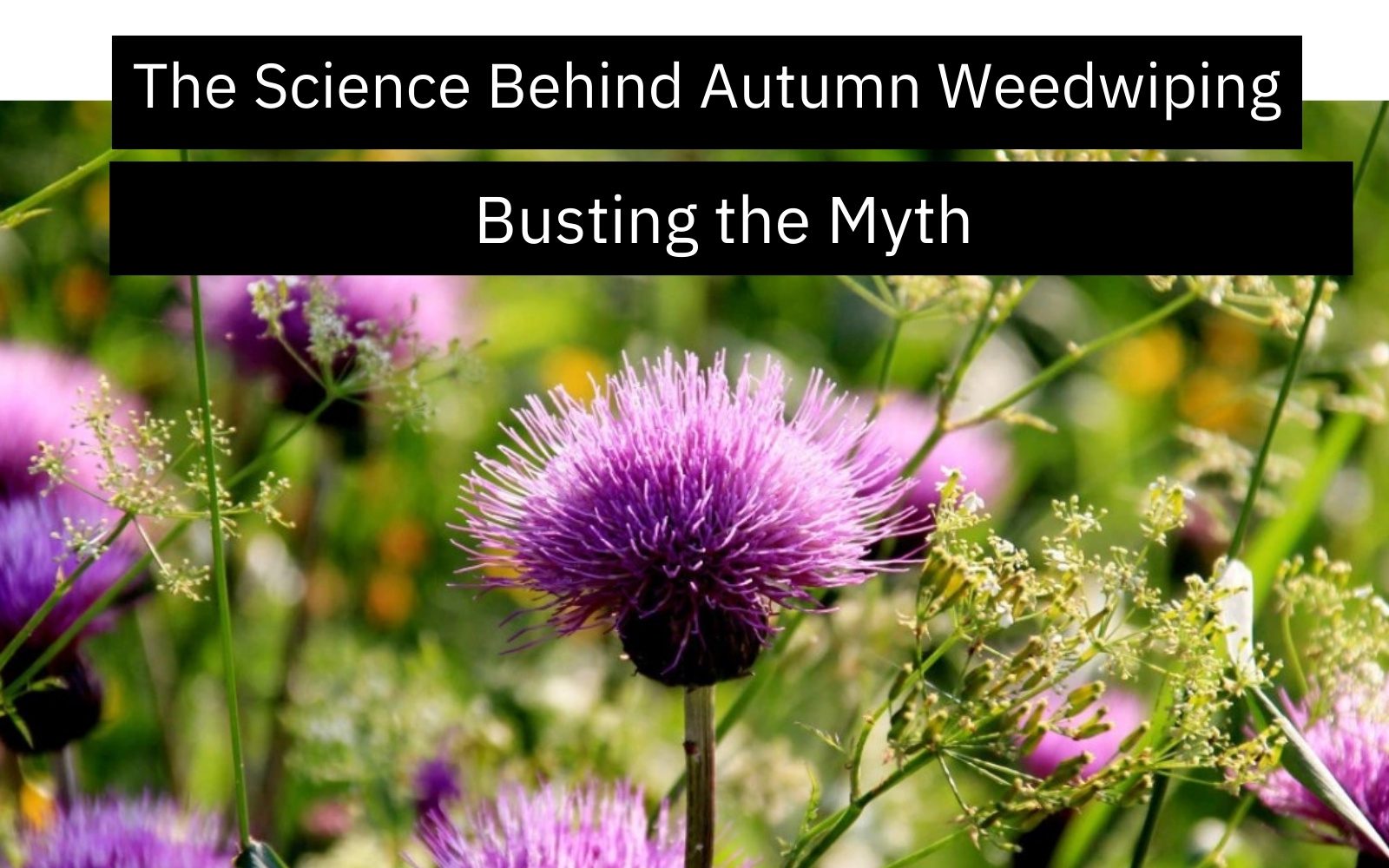 Blog Banners (1600 x 1000 px) Autumn Weedwiping