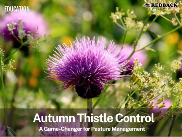 Redback Education Blogs Autumn Thistle Control NZ 1