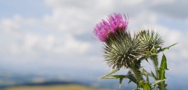 Website-headers-Thistle-weed-control-Redback-Agri-NZ
