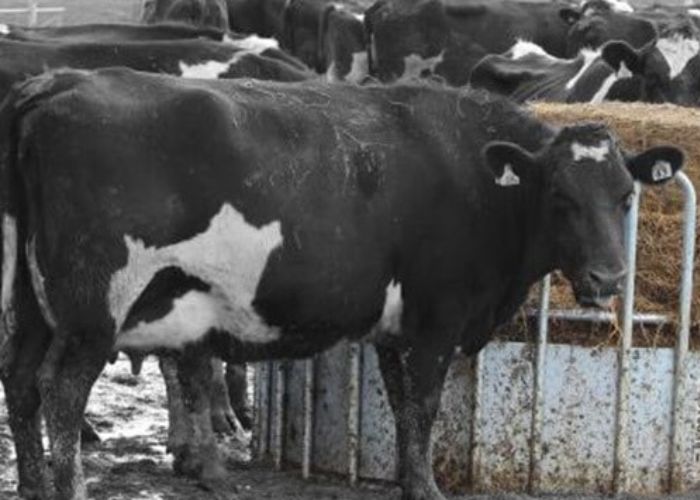 Home Card Redback More PR